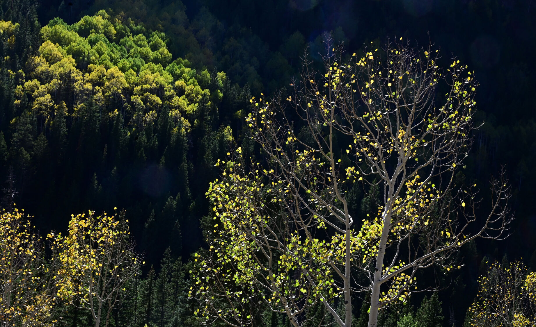 092821-news-aspens 18.JPG